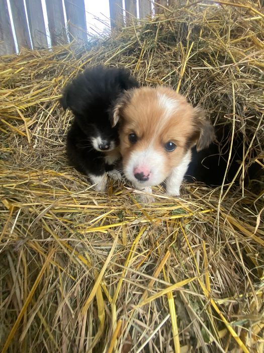 Відаю собаченят ( в добрі руки)