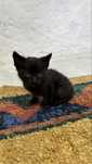 Gatinho Preto Bebe para adocao responsavel em Apulia