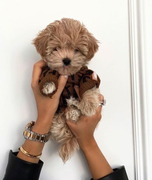 Мальтипу міні