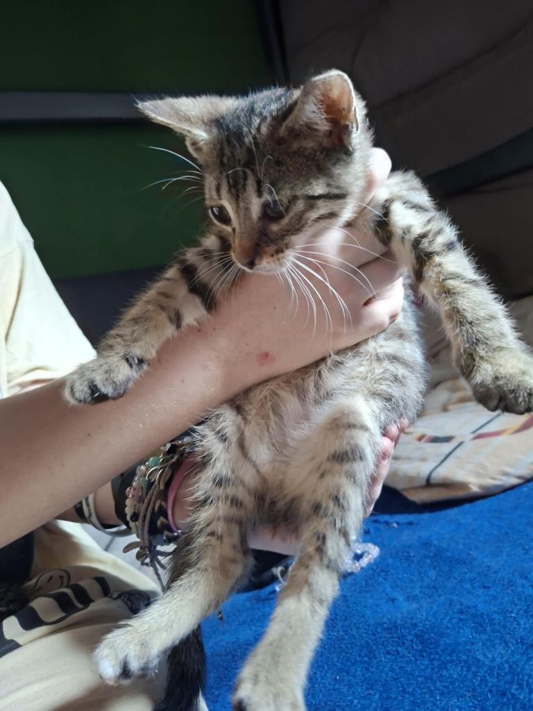 Kotki do adopcji