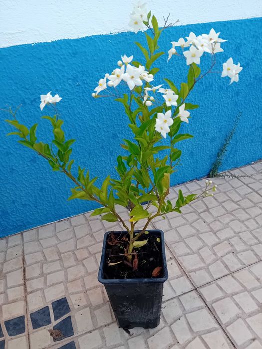 Trepadeira Solanum Jasminoides erva moura