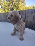 cocker spaniel macho  preto