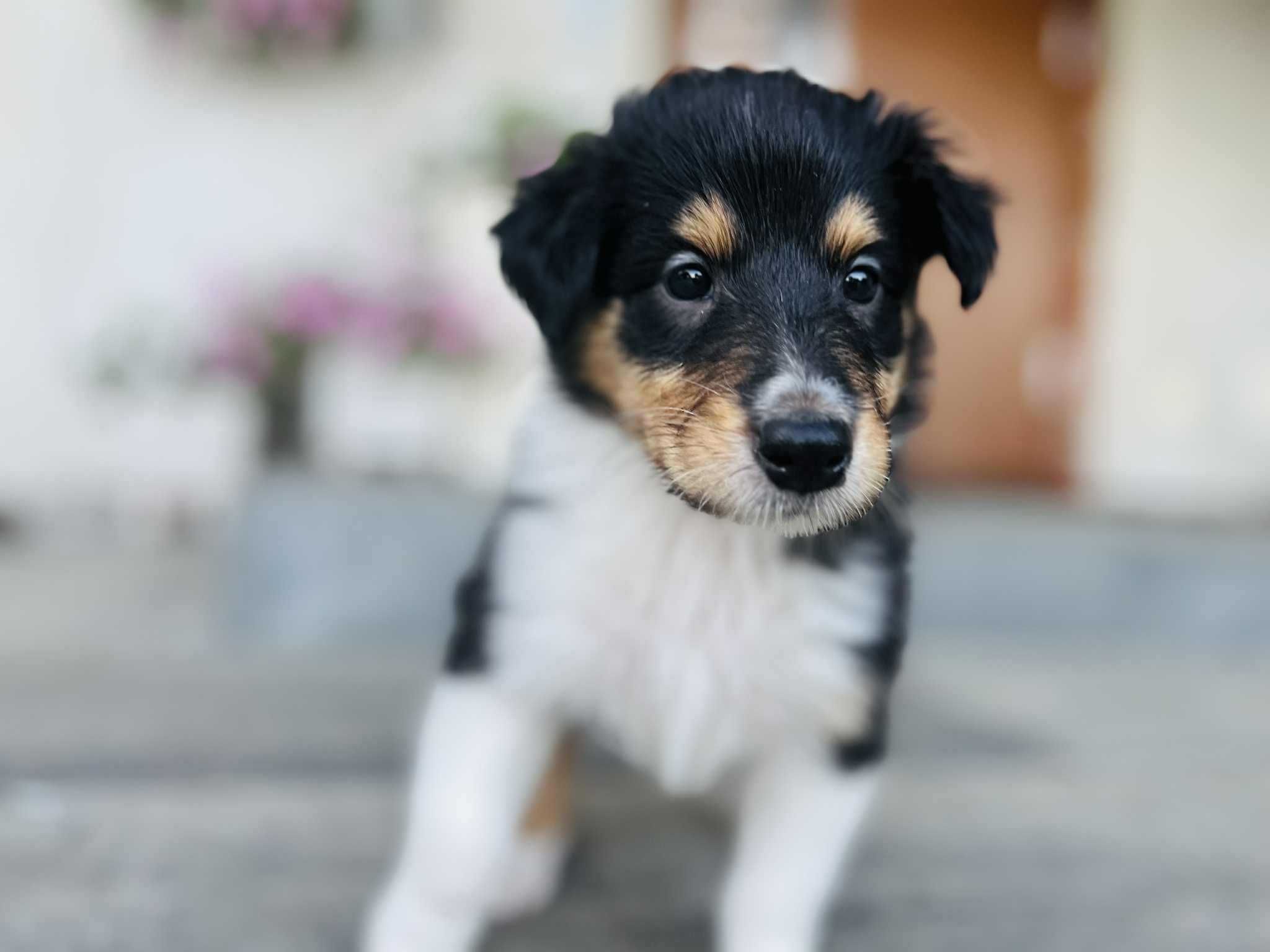 Szczeniak suczka Owczarek szkocki długowłosy - Collie