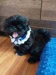 SHIH TZU szczeniaczki z wielopokoleniowym  rodowodem