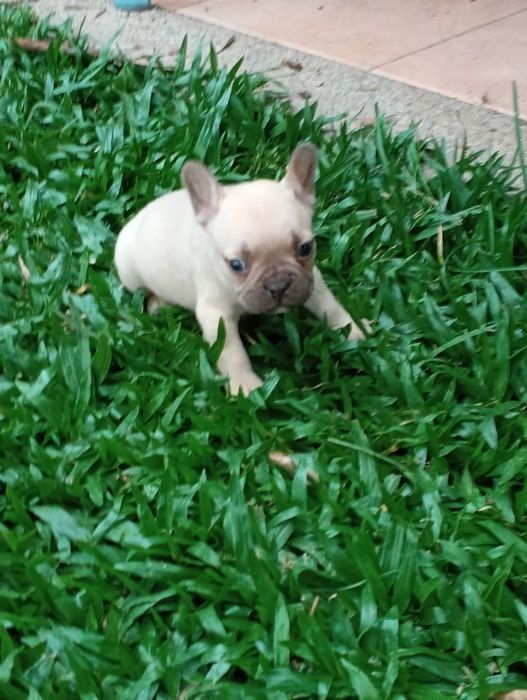 Bulldog Francês fêmea disponível