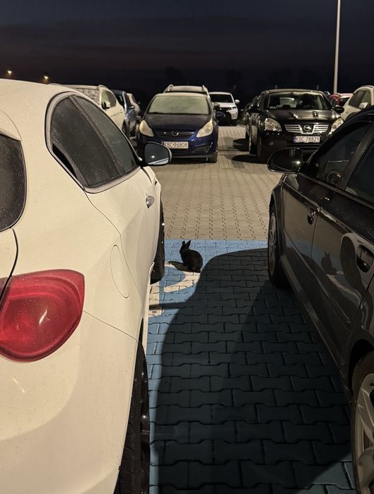 Black Mamba szuka nowego domu.