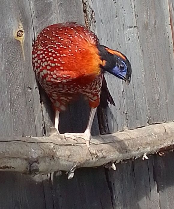 Sprzedam bażanty złote ine