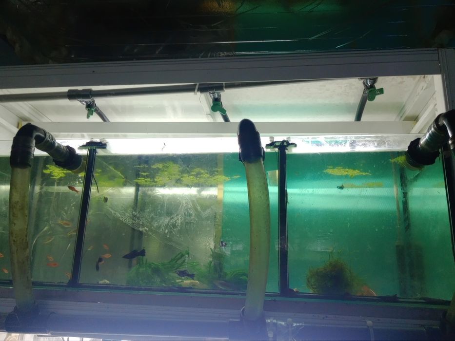 Bateria aquário criação