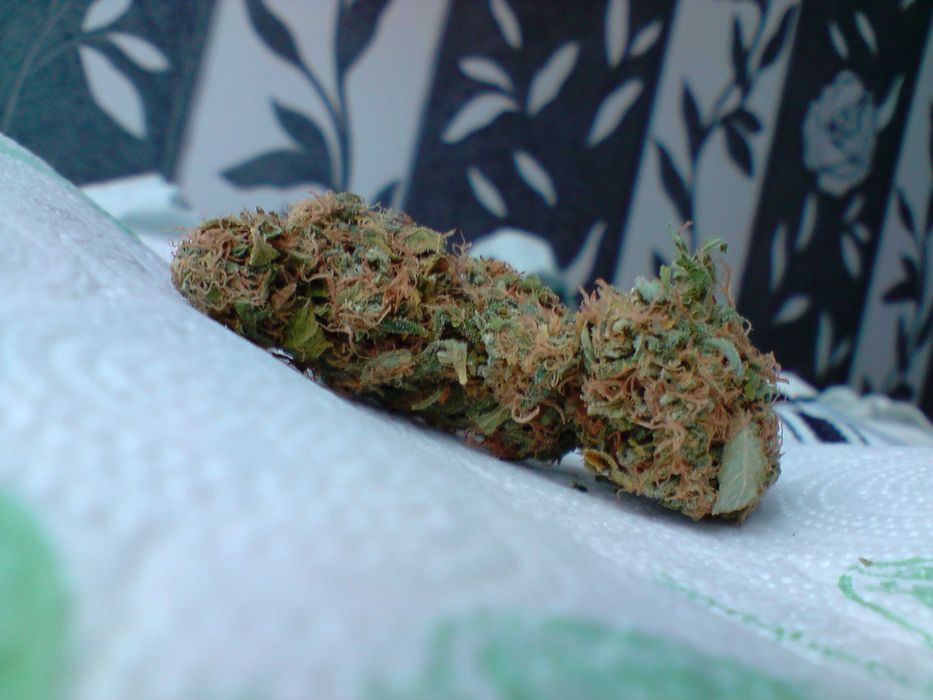 1g Trainwreck  Susz Roślinny cbt cbl cbc Raj Haj z Kaliformii! Działa!