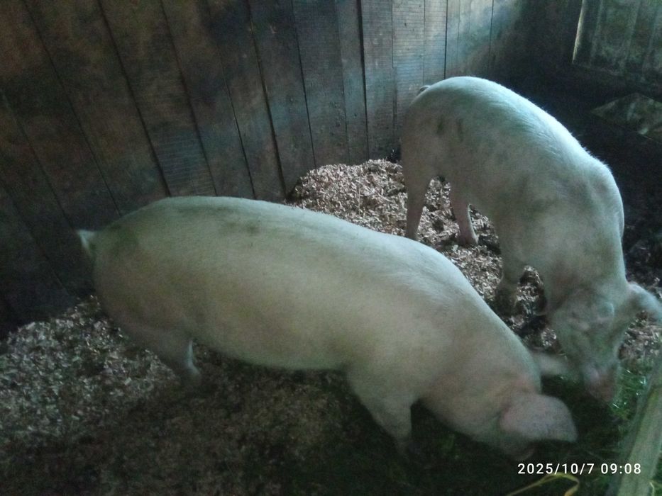 Продам свиню 150кг