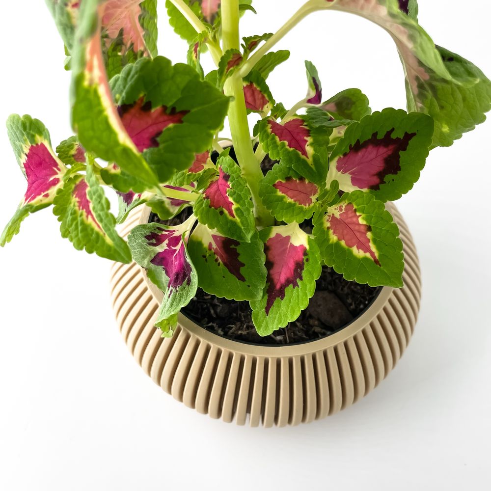Vaso moderno plantas