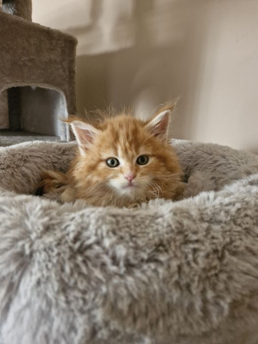 Maine Coon - RED TABBI (com LOP)