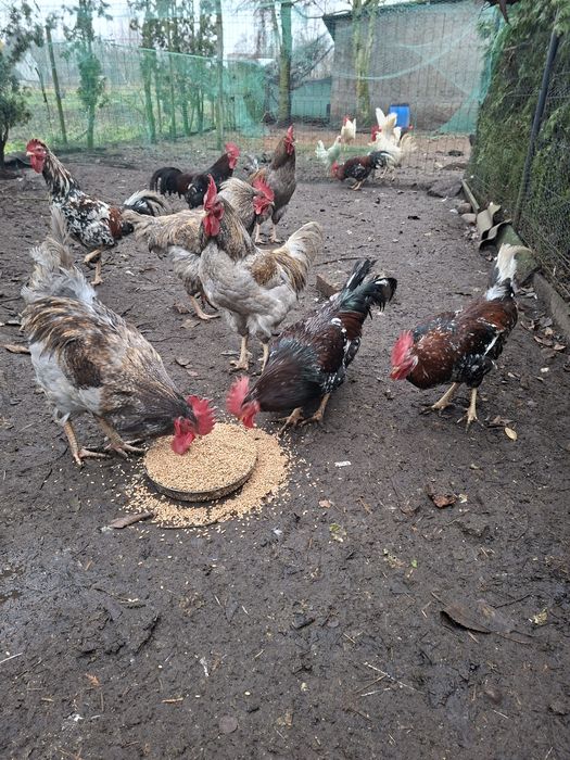 Koguty Dominant blue I Tricolor