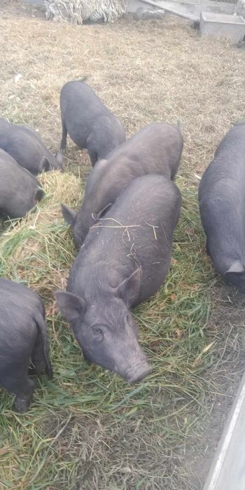 Продаються в'єтнамські свині різного віку та ваги, є кабани кастровані