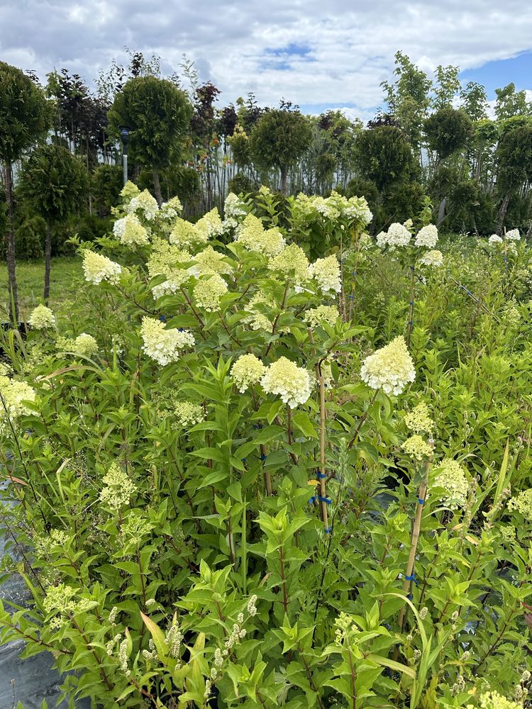 Hortensje bukietowe