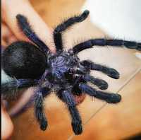 Avicularia purpurea L2