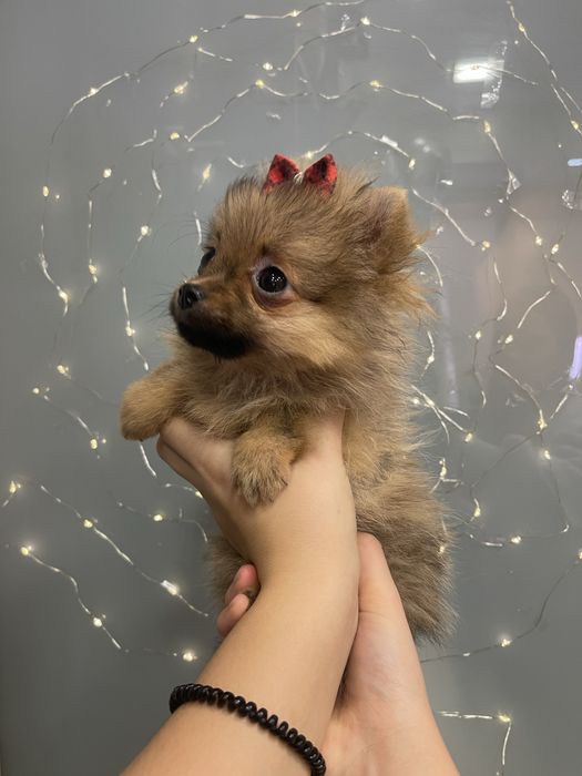 Шпіц ручна дівчинка