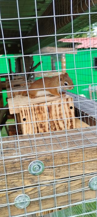 Wiewiórki hudsona hudsony hudson młode