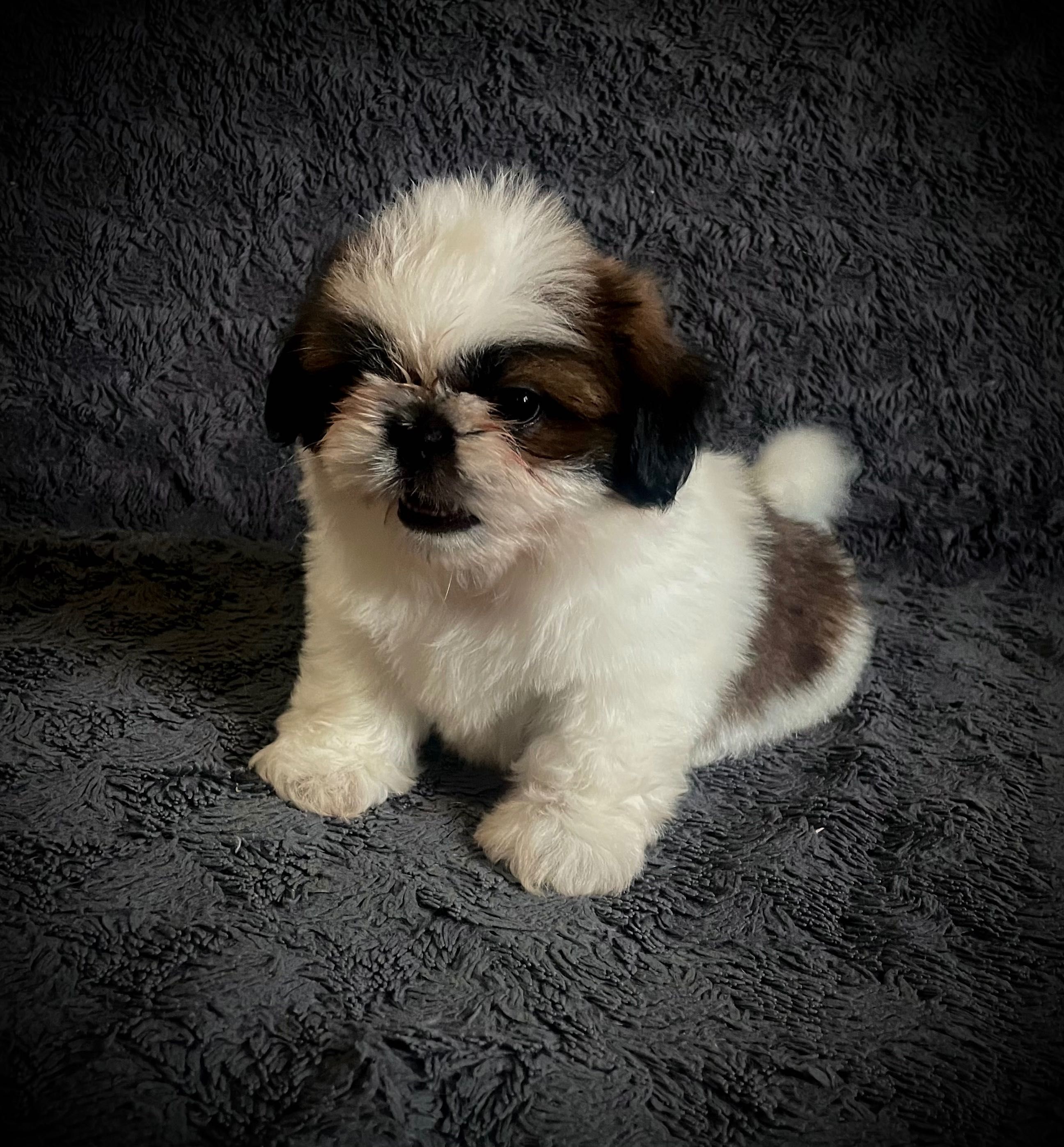 Szczeniak Shih Tzu