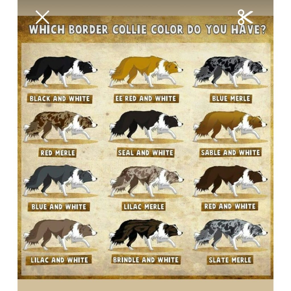 Border collie BLUE