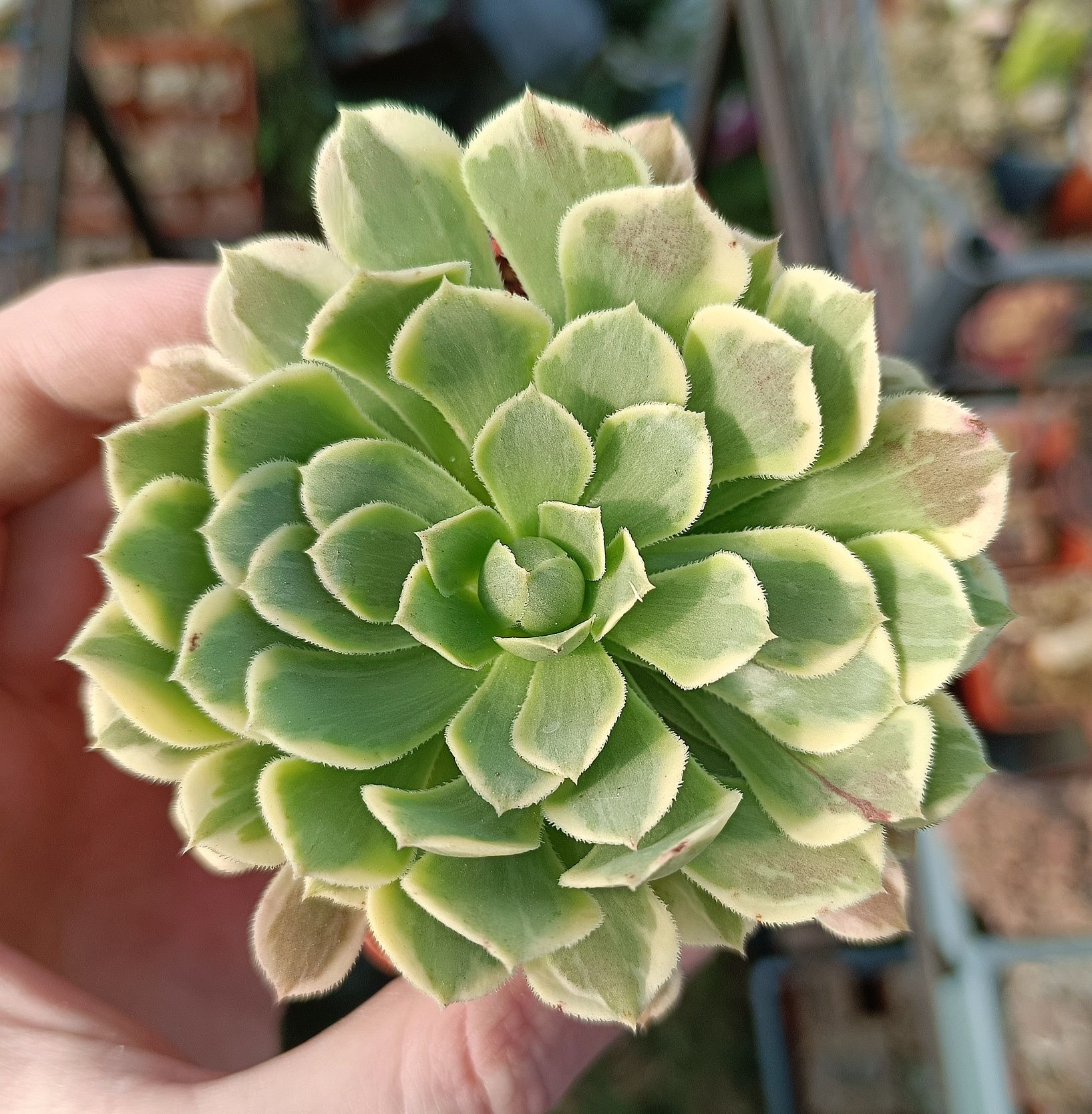 Aeonium mix різні