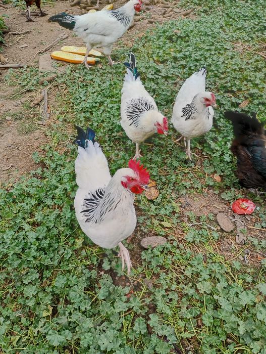 Kogut ,Koguty młode - Marans- Sussex