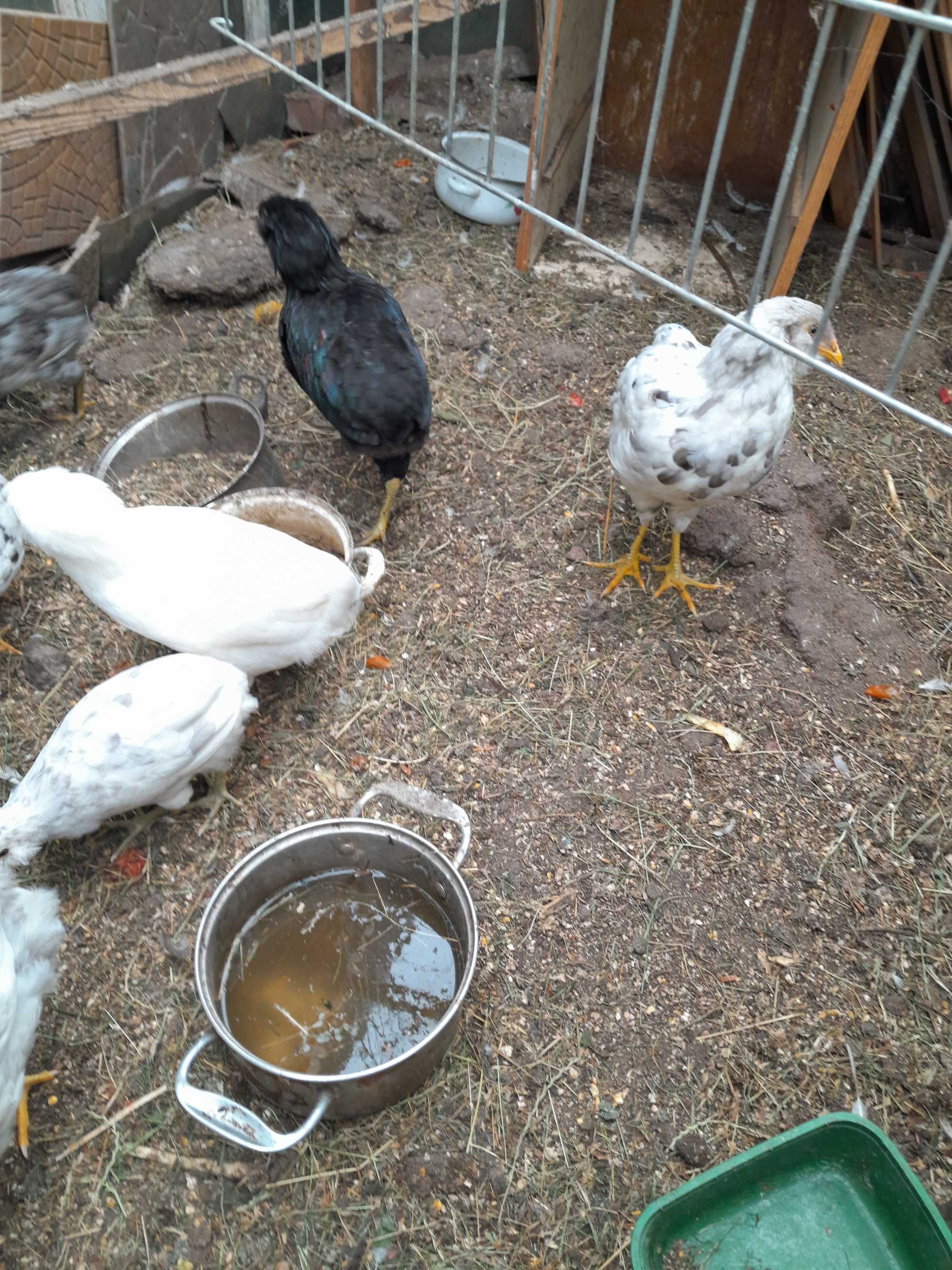 Sprzedam jajka lęgowe kurczęta araucana / Kury z kogutami i koguty