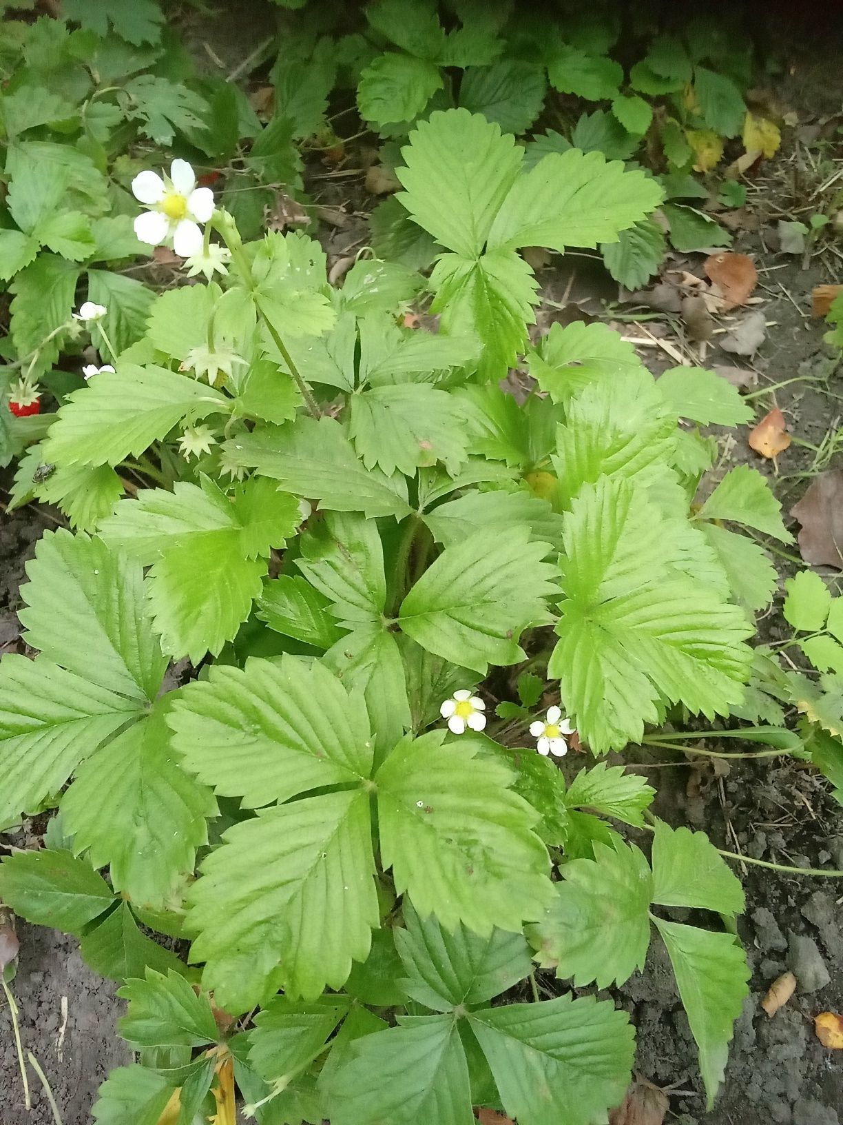 Суниця кущова, безвуса