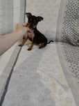 Pinczer miniaturowy