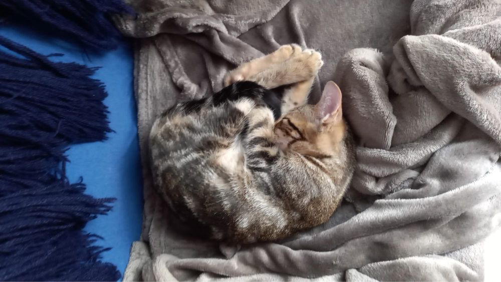 Gatinha bebe para adoção