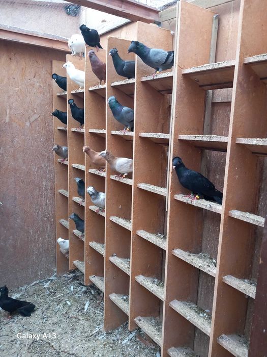 Sokoły gdańskie - sokół gdański