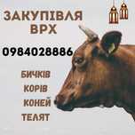 Продам корову на утримання
