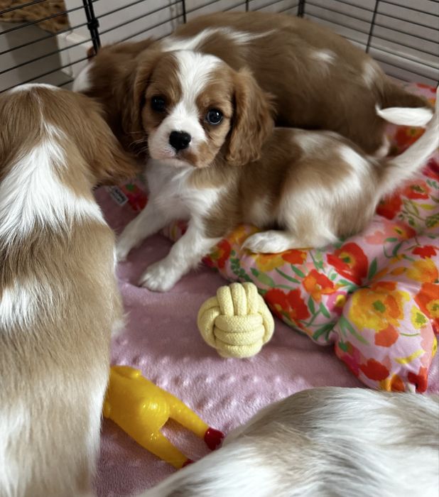 Cavalier King Charles Spaniel blenheim