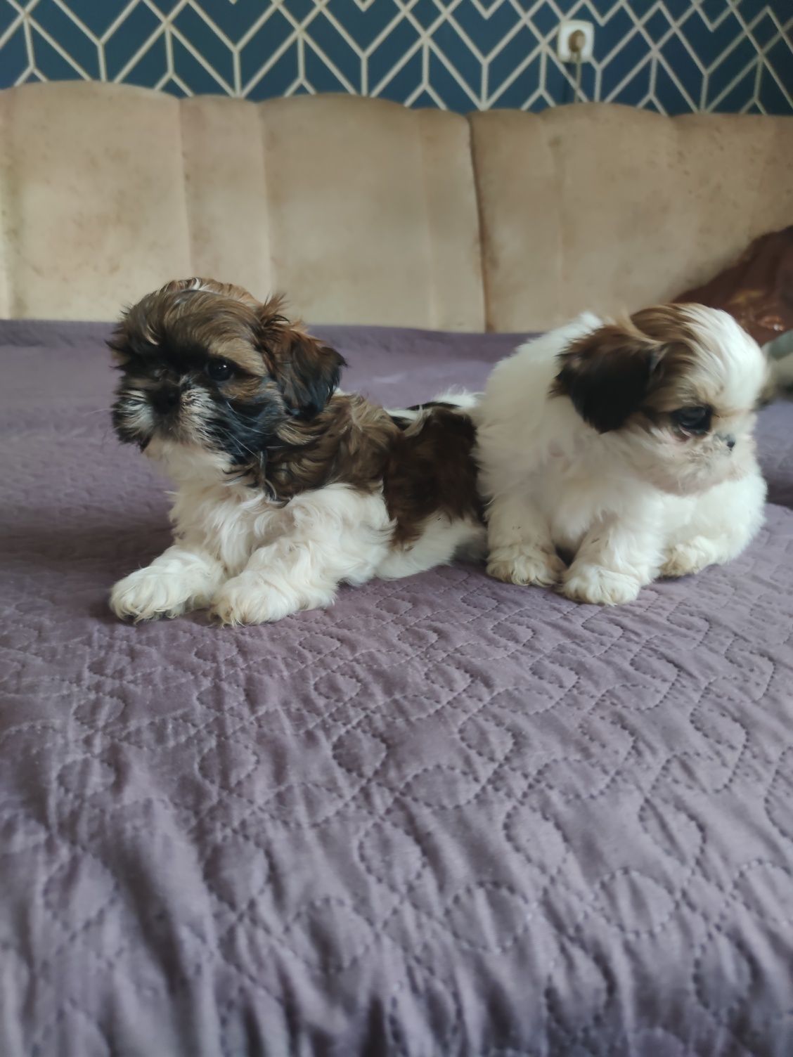 Piesek shih tzu piękny