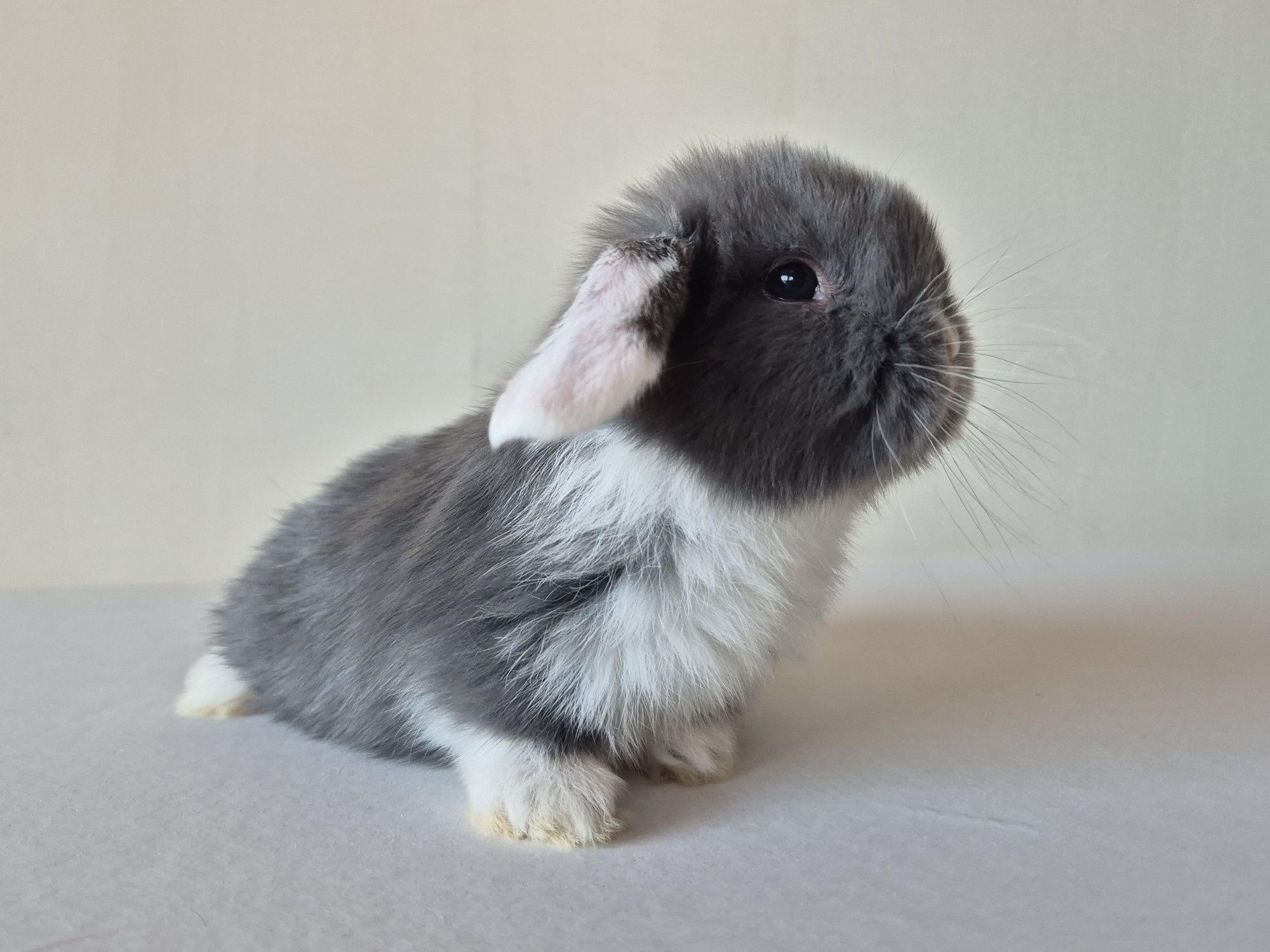 Królik Mini -Lop