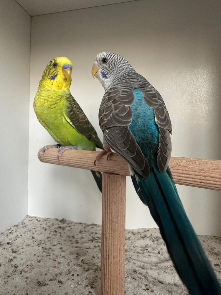 Casal periquitos asa negra