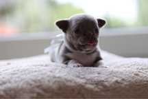 Maleńki Chihuahua