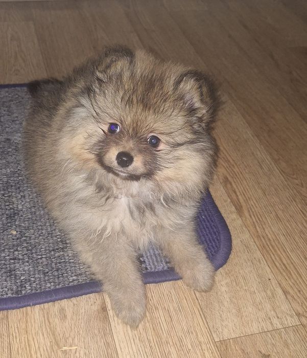 Мальчик померанского шпица