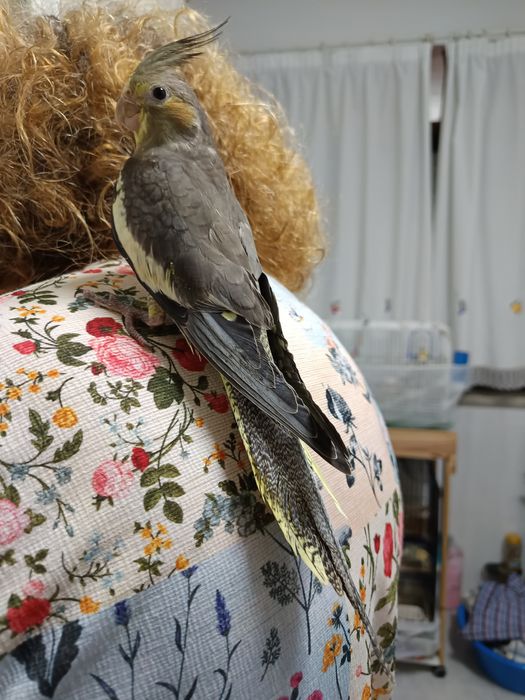 Caturras domesticada que fala