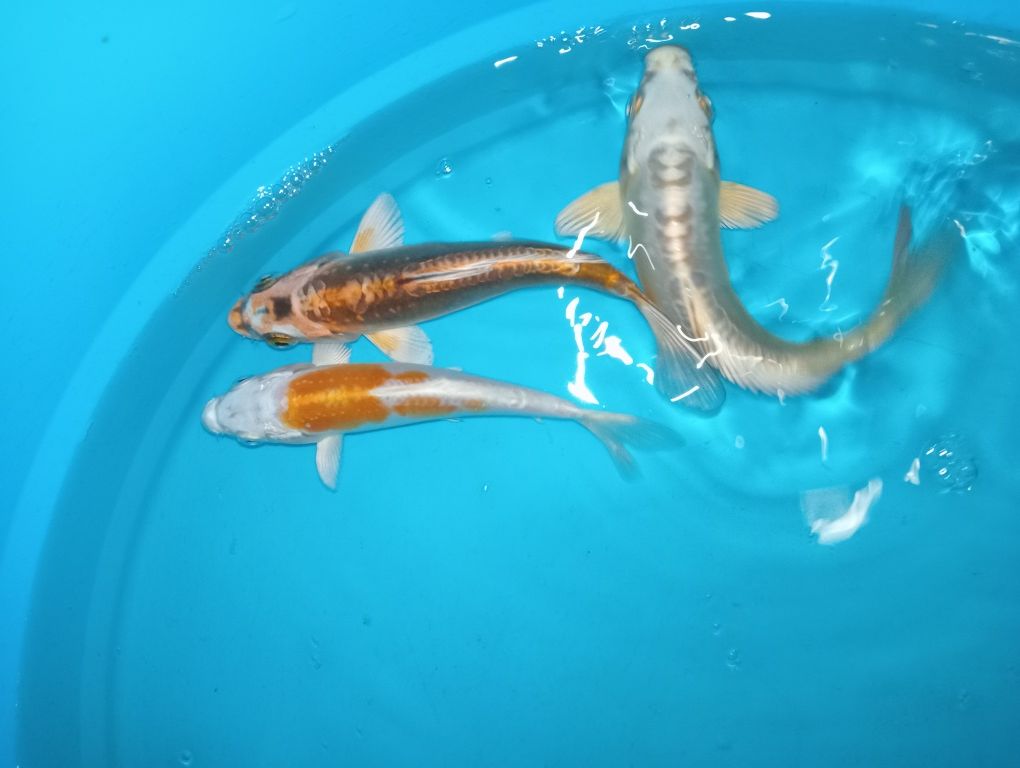 Carpas koi ( 15cm+/-)