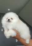 *Pomeranian typ misia Piesek DIEGO *