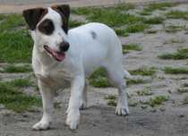 Szczeniak Jack Russell Terrier