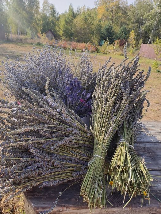 Лаванда букет сушена