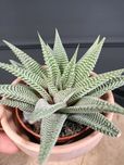 ROŚNIE Haworthia limifolia haworthiopsis