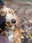 przepiękna Panda w typie cocker spaniel do adopcji