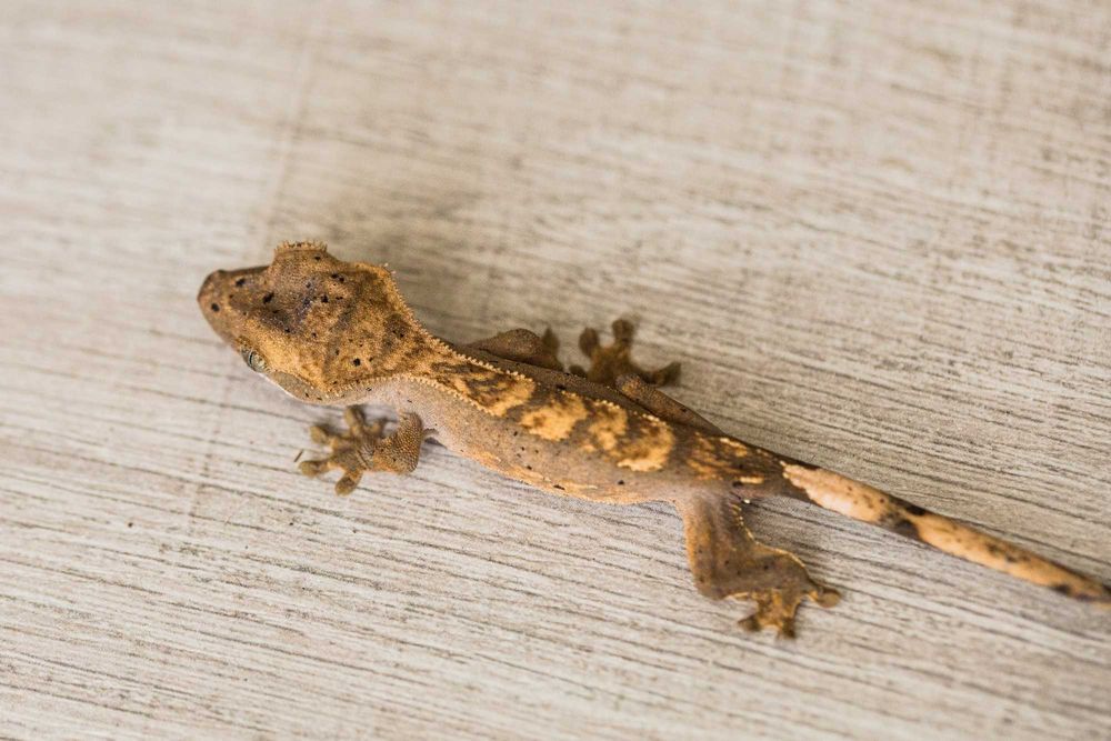 Młode gekony orzęsione