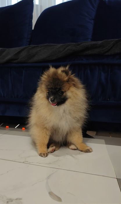 Szpic miniaturowy suczka