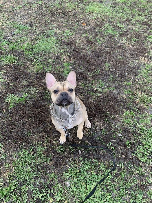 ( Вʼязка  перша  ) Шукаємо  дівчинку для французького бульдога