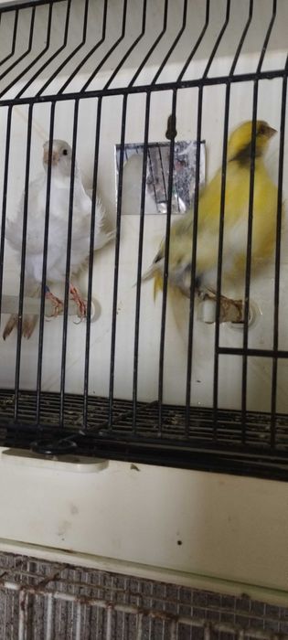 Dispensa de canários Frizados