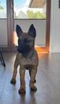 Owczarek belgijski malinois